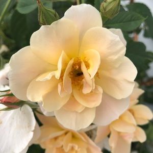 Meet your Posher, Kristi